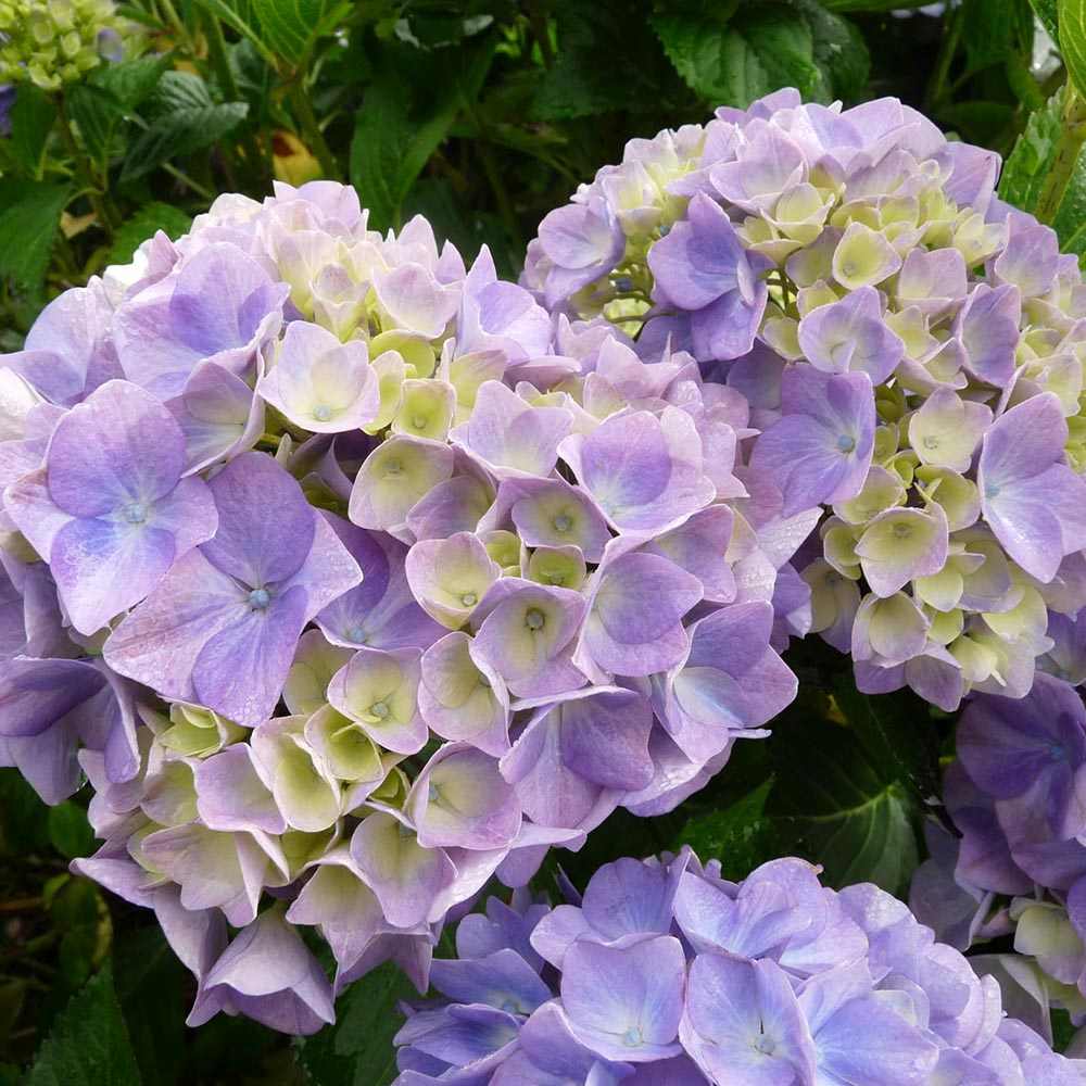 Hortensie de Gradina Gertrud Glahn, arbust cu flori mari roz si albastre, joc de culori, ornamental pentru gradini si terase, rezistent la ger