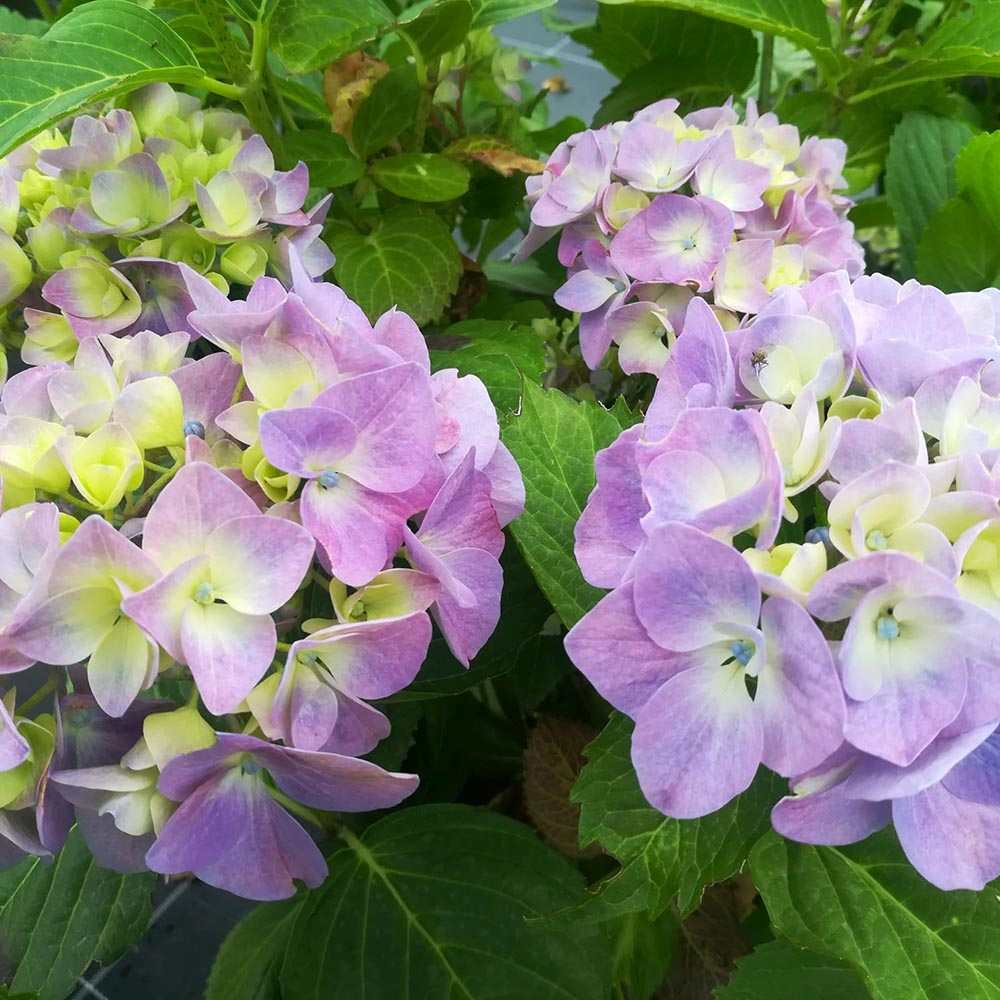 Hortensie de Gradina Gertrud Glahn, arbust cu flori mari roz si albastre, joc de culori, ornamental pentru gradini si terase, rezistent la ger