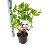 Hortensie de Gradina Gertrud Glahn, arbust cu flori mari roz si albastre, joc de culori, ornamental pentru gradini si terase, rezistent la ger