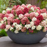 Hortensie de gradina Groundbreaker Blush Ruby, hortensie pitica cu flori rosii-crem parfumate, joc de culori, rezistenta la frig, acoperitoare de sol