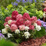 Hortensie de gradina Groundbreaker Blush Ruby, hortensie pitica cu flori rosii-crem parfumate, joc de culori, rezistenta la frig, acoperitoare de sol