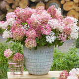 Hortensie de gradina Groundbreaker Blush, hortensie pitica cu flori roz-crem parfumate, joc de culori, rezistenta la frig, acoperitoare de sol