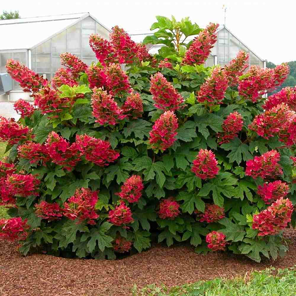 Hortensie de gradina Ruby Slippers, hortensie foioasa compacta flori roz-rosii, frunzis decorativ in forma de stejar