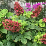 Hortensie de gradina Ruby Slippers, hortensie foioasa compacta flori roz-rosii, frunzis decorativ in forma de stejar