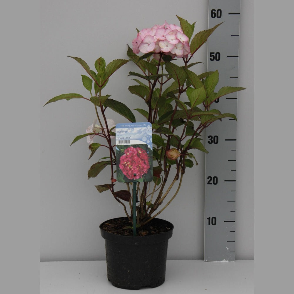 Hortensie de gradina (Hydrangea serrata) Preziosa, cu flori roz pal devenind rosu-vin, semi-umbra sau umbra, sol acid