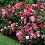 Hortensie de gradina (Hydrangea serrata) Preziosa, cu flori roz pal devenind rosu-vin, semi-umbra sau umbra, sol acid