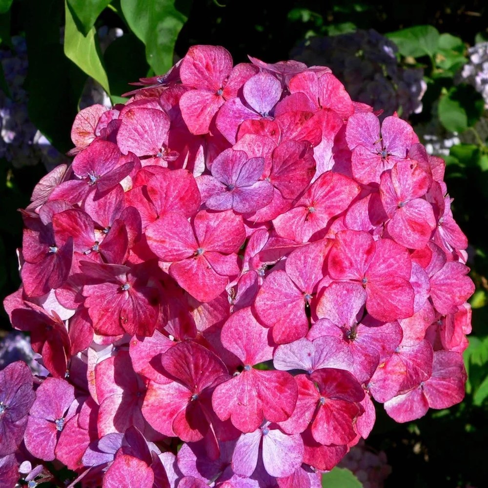 Hortensie de gradina (Hydrangea serrata) Preziosa, cu flori roz pal devenind rosu-vin, semi-umbra sau umbra, sol acid