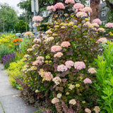 Hortensie de gradina (Hydrangea serrata) Preziosa, cu flori roz pal devenind rosu-vin, semi-umbra sau umbra, sol acid