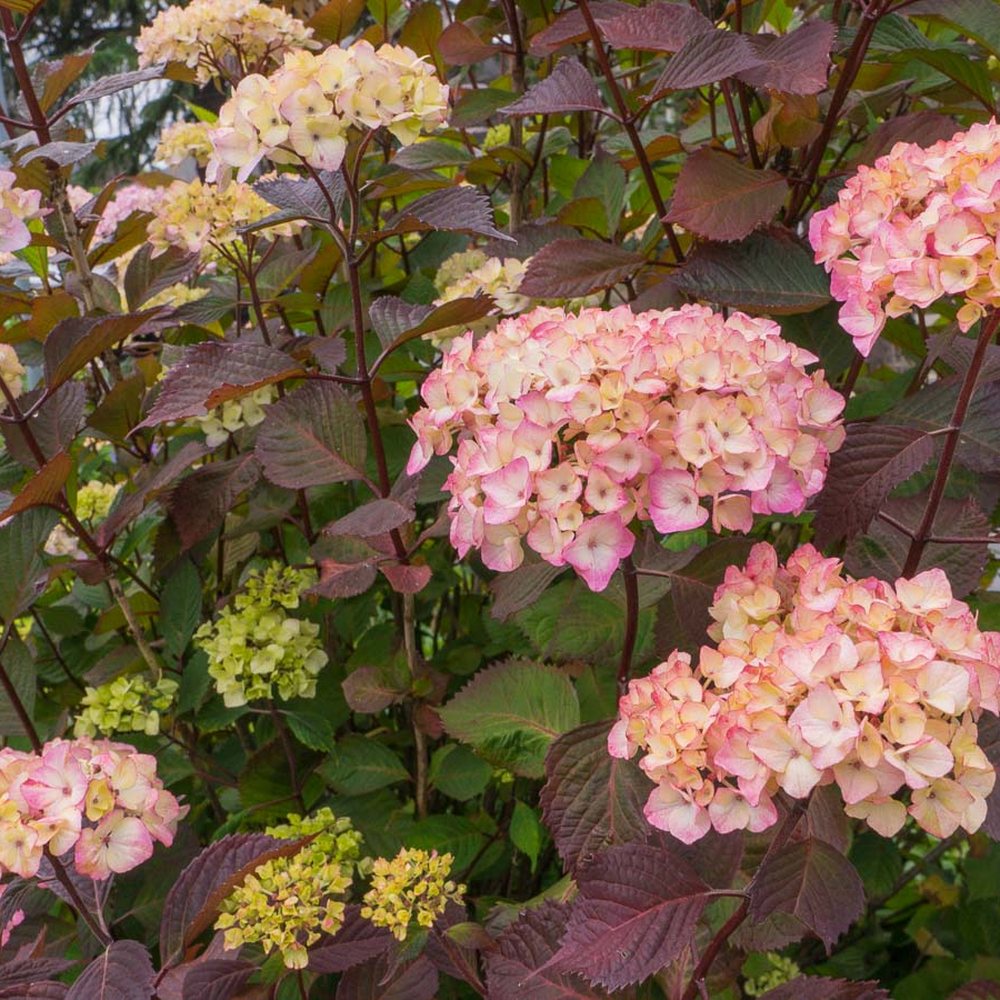 Hortensie de gradina (Hydrangea serrata) Preziosa, cu flori roz pal devenind rosu-vin, semi-umbra sau umbra, sol acid