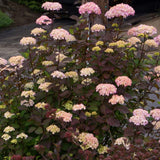 Hortensie de gradina (Hydrangea serrata) Preziosa, cu flori roz pal devenind rosu-vin, semi-umbra sau umbra, sol acid
