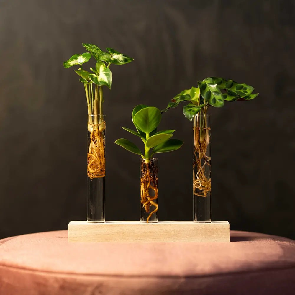 Kit complet "prima mea planta hidroponica'', cutie cadou plante hidroponice, set decorativ cu 3 pahare si suport din lemn, crestere fara pamant, pentru incepatori