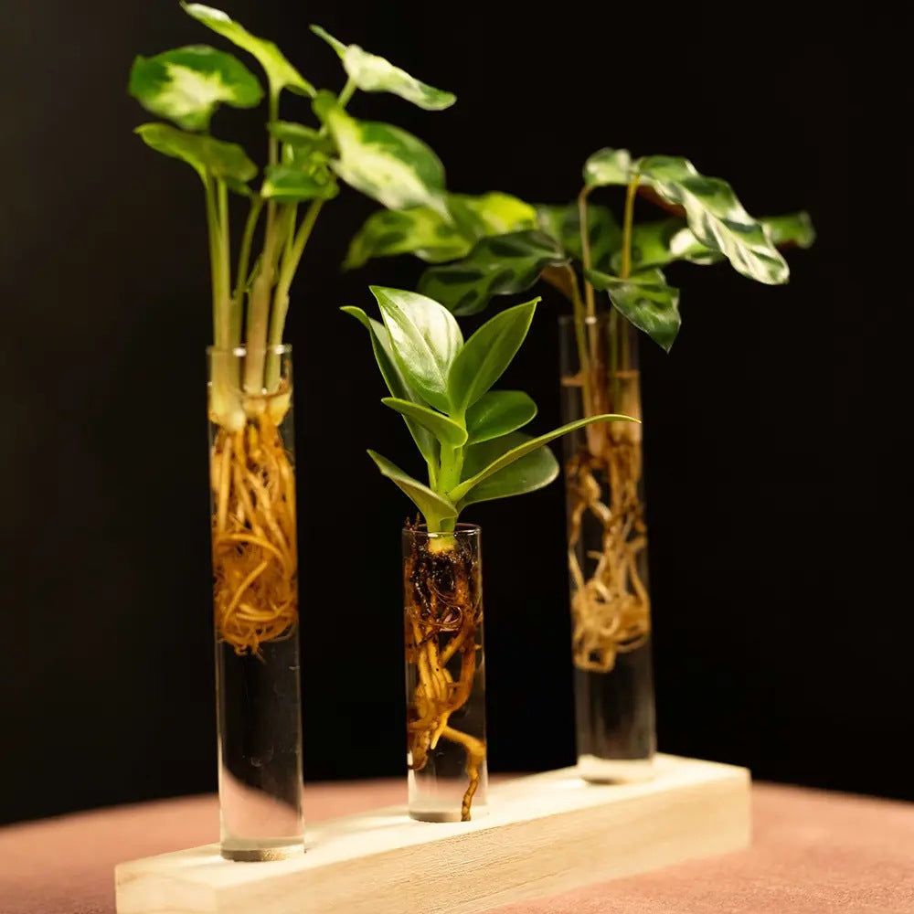 Kit complet "prima mea planta hidroponica'', cutie cadou plante hidroponice, set decorativ cu 3 pahare si suport din lemn, crestere fara pamant, pentru incepatori