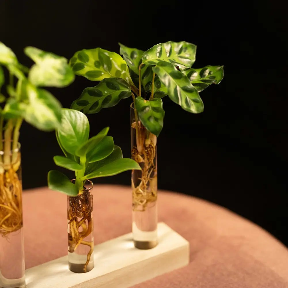 Kit complet "prima mea planta hidroponica'', cutie cadou plante hidroponice, set decorativ cu 3 pahare si suport din lemn, crestere fara pamant, pentru incepatori