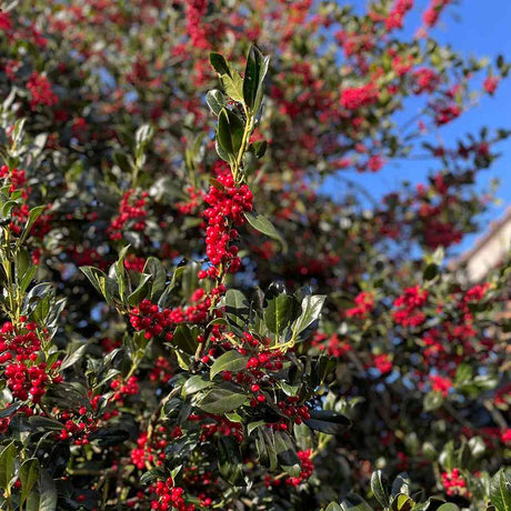 Laur Japonez (Ilex) Nellie R. Stevens, copac ornamental vesnic verde cu fructe rosii decorative