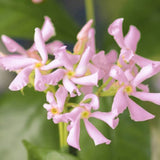 Iasomie Alba Stelata Ibiza (Trachelospermum Jasminoides), cataratoare, cu flori roz foarte parfumate, cu frunzis vesnic verde, crestere rapida, rezistenta la frig