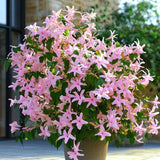Iasomie Alba Stelata Ibiza (Trachelospermum Jasminoides), cataratoare, cu flori roz foarte parfumate, cu frunzis vesnic verde, crestere rapida, rezistenta la frig