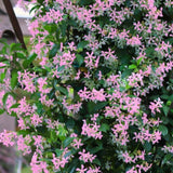 Iasomie Alba Stelata Ibiza (Trachelospermum Jasminoides), cataratoare, cu flori roz foarte parfumate, cu frunzis vesnic verde, crestere rapida, rezistenta la frig