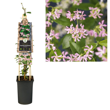 Iasomie Alba Stelata Ibiza (Trachelospermum Jasminoides), cataratoare, cu flori roz foarte parfumate, cu frunzis vesnic verde, crestere rapida, rezistenta la frig