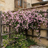 Iasomie Stelata Pink Air, planta cataratoare parfumata cu flori roz, vesnic verde, crestere rapida, rezistenta la frig