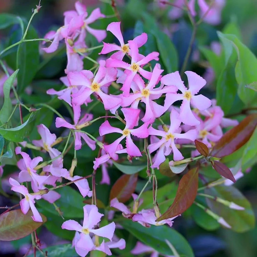 Iasomie Stelata Pink Air, planta cataratoare parfumata cu flori roz, vesnic verde, crestere rapida, rezistenta la frig