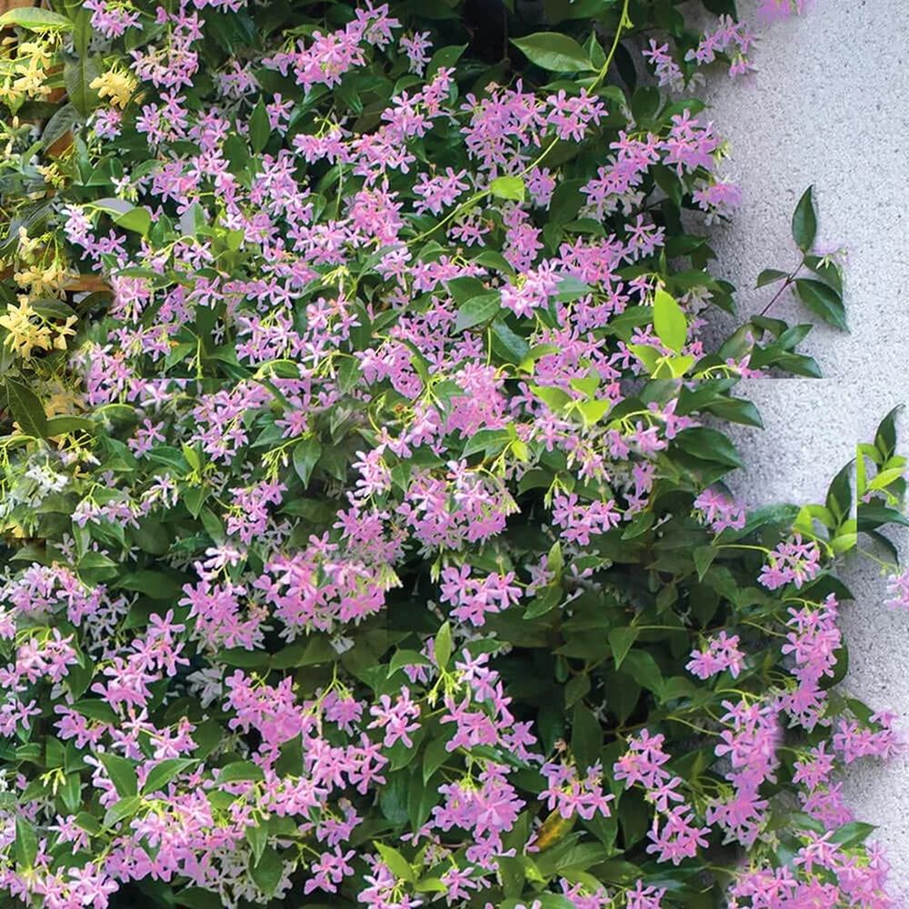 Iasomie Stelata Pink Air, planta cataratoare parfumata cu flori roz, vesnic verde, crestere rapida, rezistenta la frig