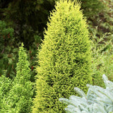 Ienupar columnar Gold Cone, frunzis galben-auriu straluctor, conifer vertical, compact