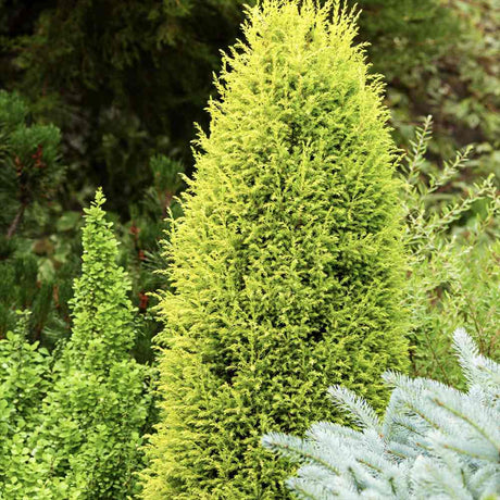 Ienupar columnar Gold Cone, frunzis galben-auriu straluctor, conifer vertical, compact