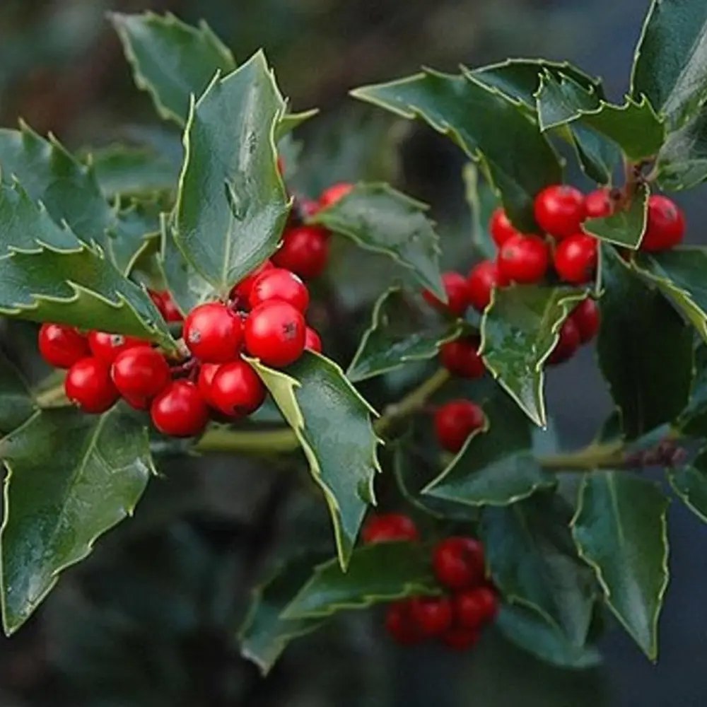 Laur Japonez Ilex Japonez Blue Prince, ilice vesnic verde, frunze verde inchis, fructe rosii iarna, gard viu ideal