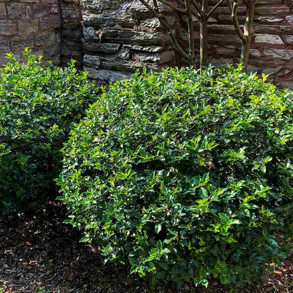 Laur Japonez Ilex Japonez Blue Prince, ilice vesnic verde, frunze verde inchis, fructe rosii iarna, gard viu ideal