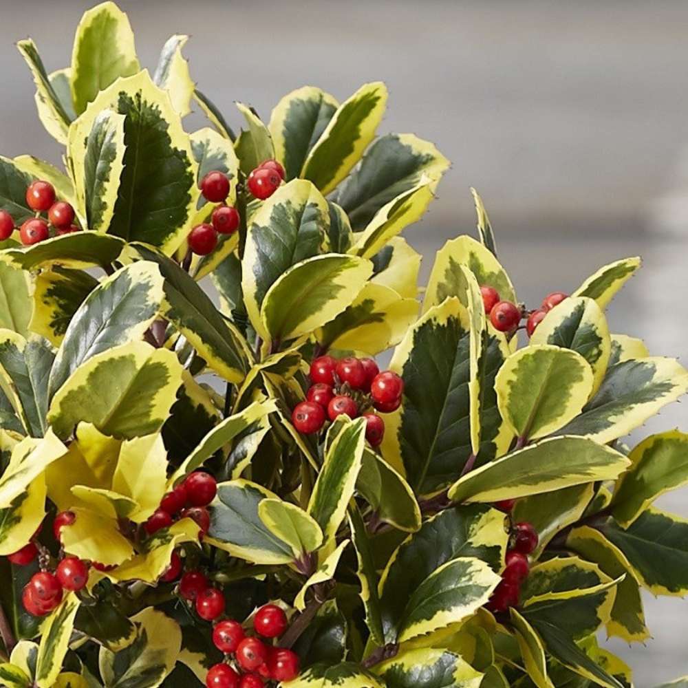 Laur Japonez (Ilex) Golden King Tip Copacel,  arbore vesnic verde, frunze pestrite aurii, fructe rosii decorative, decor de iarna
