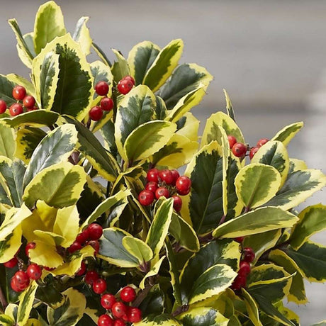 Laur Japonez (Ilex) Golden King Tip Copacel,  arbore vesnic verde, frunze pestrite aurii, fructe rosii decorative, decor de iarna