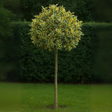 Laur Japonez (Ilex) Golden King Tip Copacel,  arbore vesnic verde, frunze pestrite aurii, fructe rosii decorative, decor de iarna