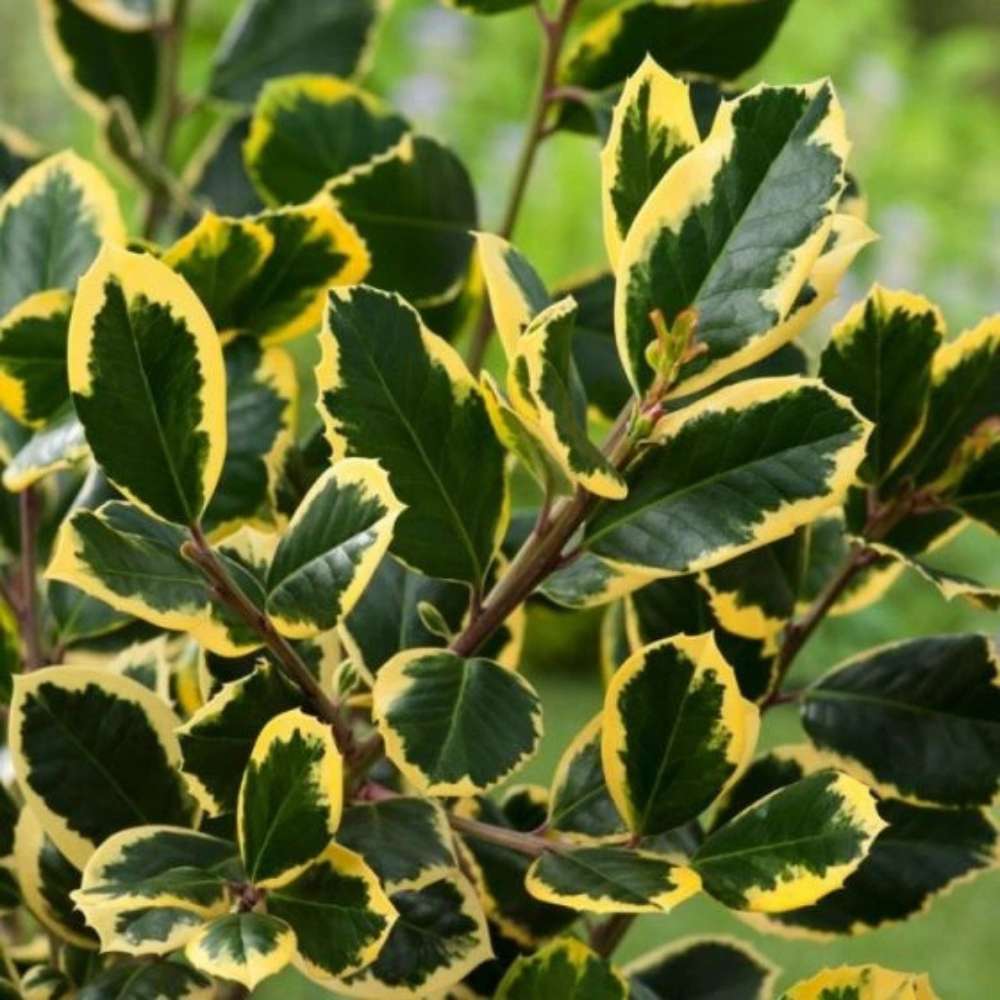 Laur Japonez (Ilex) Golden King Tip Copacel,  arbore vesnic verde, frunze pestrite aurii, fructe rosii decorative, decor de iarna