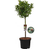 Laur Japonez (Ilex) Alaska Tip Copacel, Vesnic Verde, Rezistent la Inghet