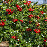 Laur Japonez Ilex Copacel Blue Princess, fructe rosii, frunzis vesnic verde