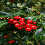 Laur Japonez Ilex Copacel Blue Princess, fructe rosii, frunzis vesnic verde