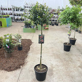 Laur Japonez Ilex Copacel Blue Princess, fructe rosii, frunzis vesnic verde