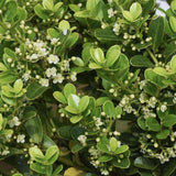 Laur Japonez Vesnic Verde Green Hedge (Ilex), Gard Viu Rezistent La Inghet