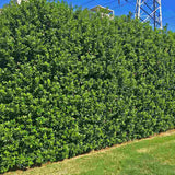 Laur Japonez (Ilex) Nellie R. Stevens, gard viu vesnic verde cu fructe rosii decorative, crestere rapida