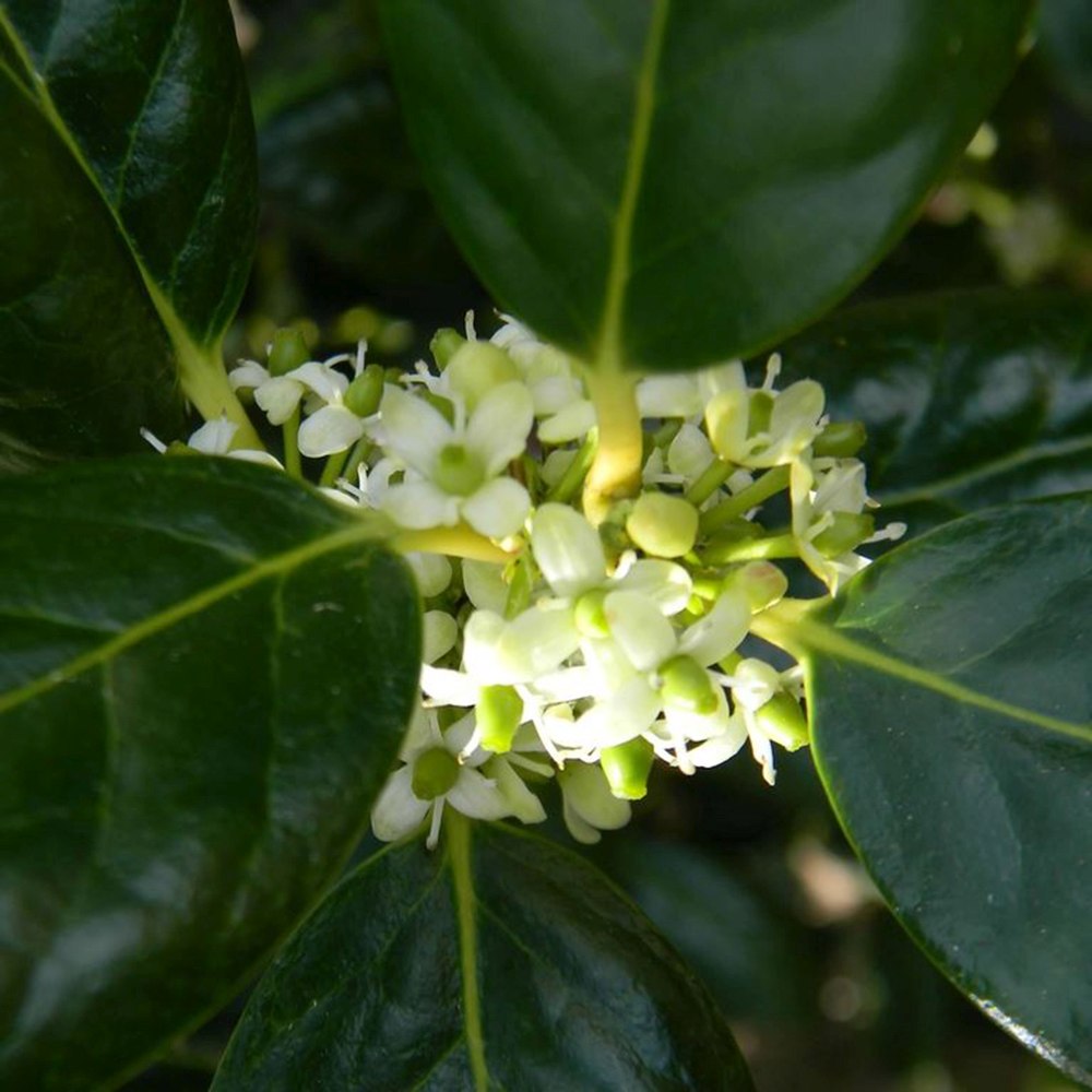 Laur Japonez (Ilex) Nellie R. Stevens, gard viu vesnic verde cu fructe rosii decorative, crestere rapida