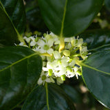 Laur Japonez (Ilex) Nellie R. Stevens, gard viu vesnic verde cu fructe rosii decorative, crestere rapida