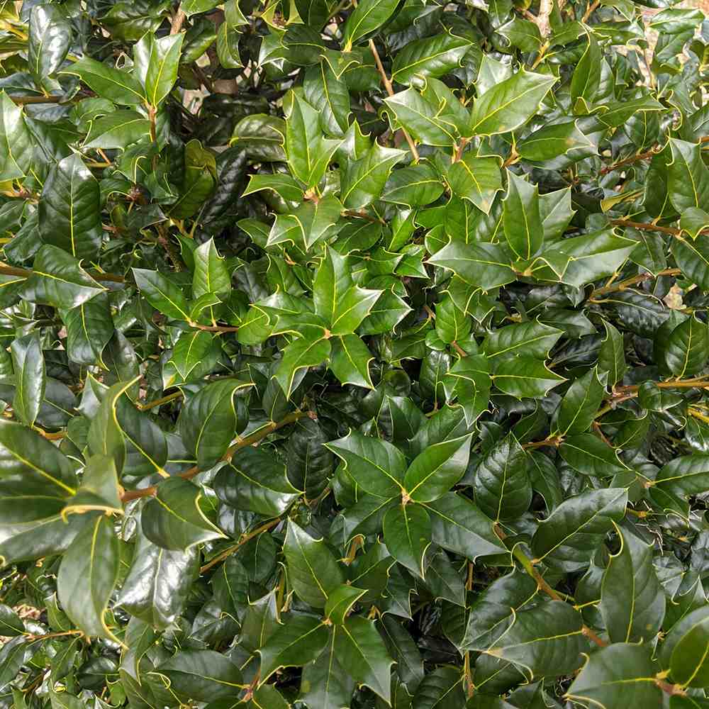 Laur Japonez (Ilex) Nellie R. Stevens, gard viu vesnic verde cu fructe rosii decorative, crestere rapida