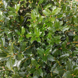 Laur Japonez (Ilex) Nellie R. Stevens, gard viu vesnic verde cu fructe rosii decorative, crestere rapida