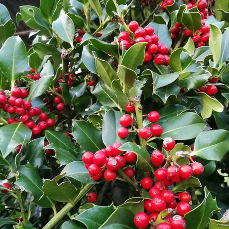 Laur Japonez (Ilex) Nellie R. Stevens, gard viu vesnic verde cu fructe rosii decorative, crestere rapida