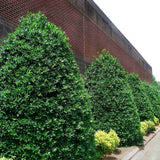 Laur Japonez (Ilex) Nellie R. Stevens, gard viu vesnic verde cu fructe rosii decorative, crestere rapida