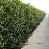 Laur Japonez (Ilex) Nellie R. Stevens, gard viu vesnic verde cu fructe rosii decorative, crestere rapida