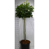 Laur Japonez (Ilex) Nellie R. Stevens, copac ornamental vesnic verde cu fructe rosii decorative, crestere rapida