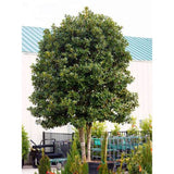 Laur Japonez (Ilex) Nellie R. Stevens, copac ornamental vesnic verde cu fructe rosii decorative, crestere rapida