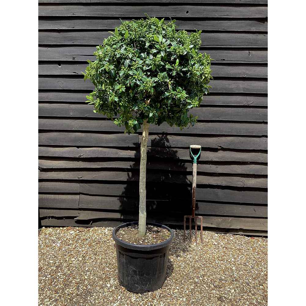 Laur Japonez (Ilex) Nellie R. Stevens, copac ornamental vesnic verde cu fructe rosii decorative, crestere rapida