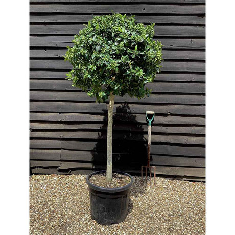 Laur Japonez (Ilex) Nellie R. Stevens, copac ornamental vesnic verde cu fructe rosii decorative, crestere rapida